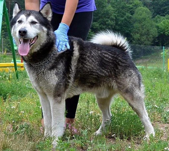 Drako - piękny, młody alaskan :)
