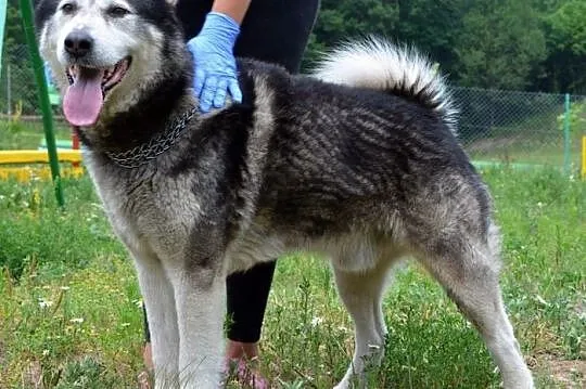 Drako - piękny, młody alaskan :)
