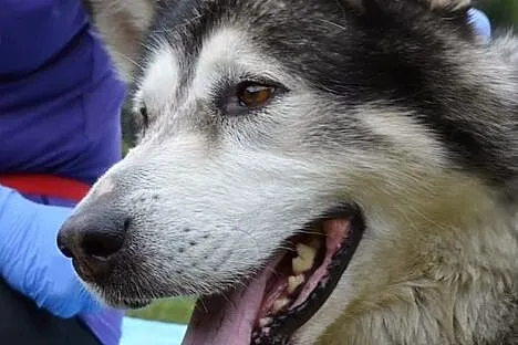 Drako - piękny, młody alaskan :)