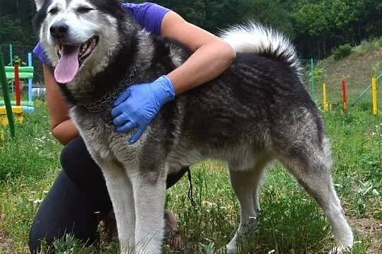 Drako - piękny, młody alaskan :)
