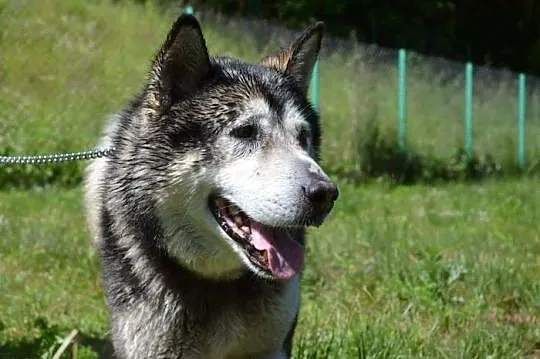 Drako - piękny, młody alaskan :)