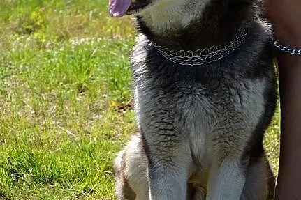 Drako - piękny, młody alaskan :)