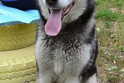 Drako - piękny, młody alaskan :)