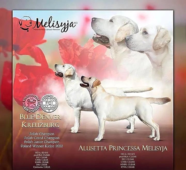 Labrador Retriever szczeniak FCI, Dolnośląskie, Wilkszyn