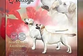 Labrador Retriever szczeniak FCI