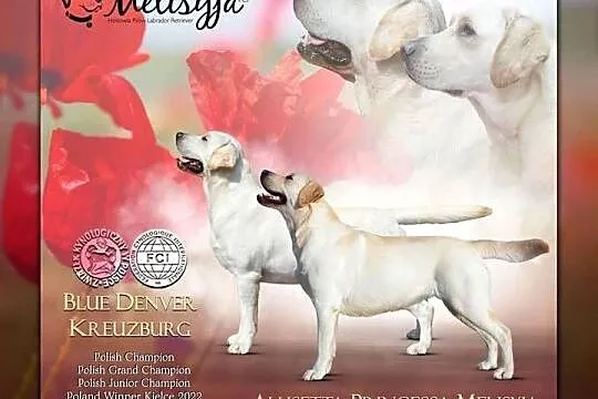 Labrador Retriever szczeniak FCI, Dolnośląskie, Wilkszyn