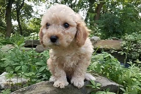 Maltipoo f1b szczeniaki