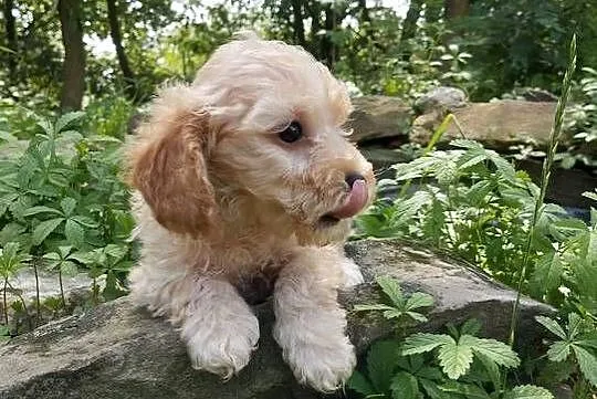 Maltipoo f1b szczeniaki, Opolskie, Krapkowice