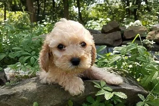 Maltipoo f1b szczeniaki, Opolskie, Krapkowice
