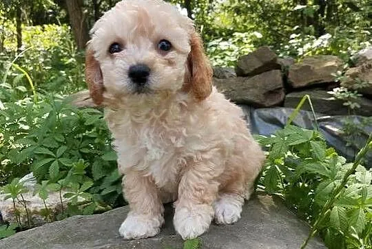 Maltipoo f1b szczeniaki, Opolskie, Krapkowice