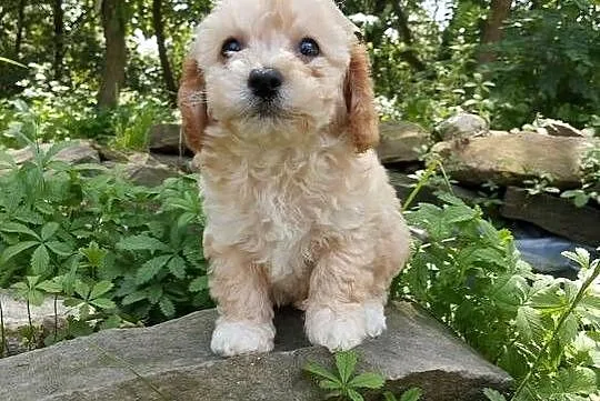 Maltipoo f1b szczeniaki, Opolskie, Krapkowice