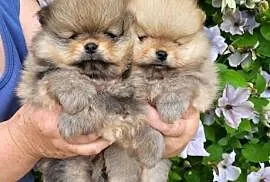 Piękne szczenięta szpic miniaturowy pomeranian FCI