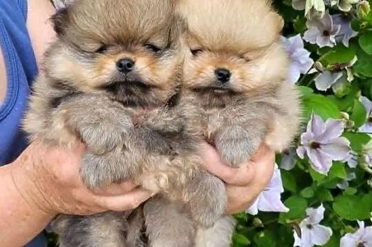 Piękne szczenięta szpic miniaturowy pomeranian FCI