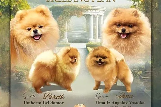 Piękne szczenięta szpic miniaturowy pomeranian FCI, Śląskie, Toszek