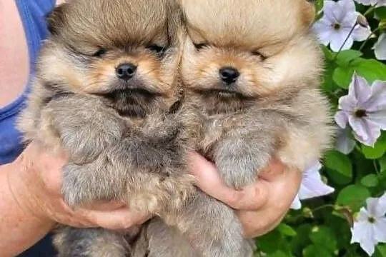 Piękne szczenięta szpic miniaturowy pomeranian FCI, Śląskie, Toszek