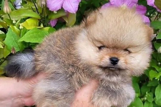 Piękne szczenięta szpic miniaturowy pomeranian FCI, Śląskie, Toszek