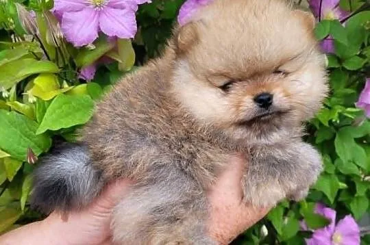 Piękne szczenięta szpic miniaturowy pomeranian FCI, Śląskie, Toszek