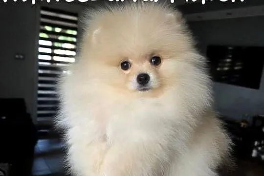 Pomeranian - Szpic miniaturowy Mini - przepiękny z rodowodem