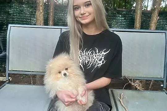 Pomeranian - Szpic miniaturowy Mini - przepiękny z rodowodem, Mazowieckie, Płock