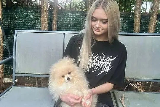 Pomeranian - Szpic miniaturowy Mini - przepiękny z rodowodem, Mazowieckie, Płock