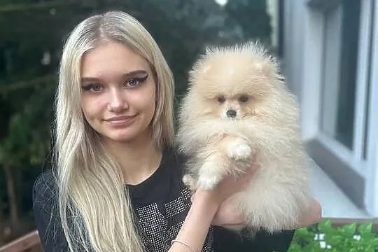 Pomeranian - Szpic miniaturowy Mini - przepiękny z rodowodem, Mazowieckie, Płock