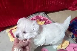 West highland white terrier szczenięta