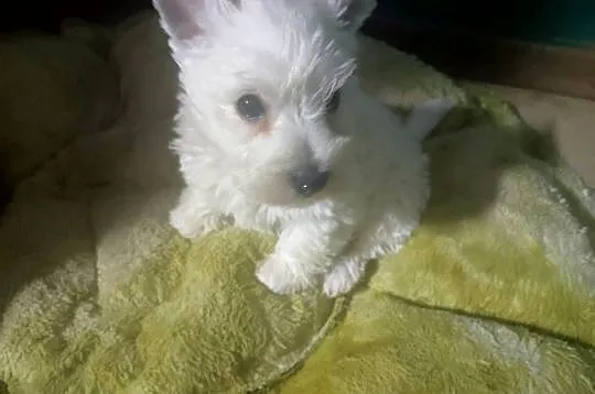West highland white terrier szczenięta, Śląskie, Przystajń