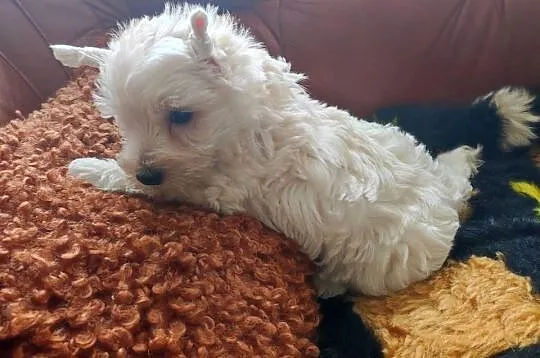 West highland white terrier szczenięta, Śląskie, Przystajń