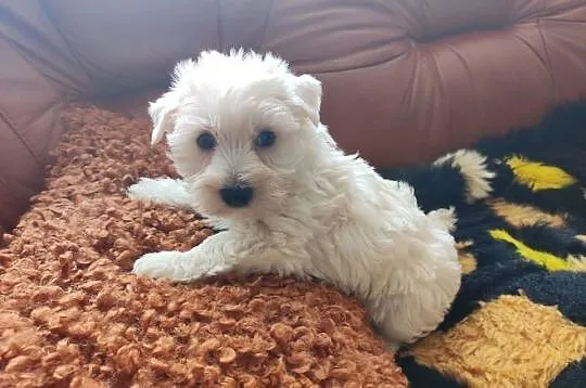 West highland white terrier szczenięta, Śląskie, Przystajń