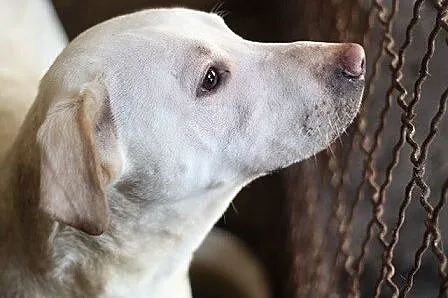 Biszkoptowy mix labradora pilnie potrzebuje domu