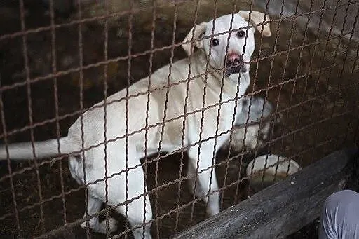 Biszkoptowy mix labradora pilnie potrzebuje domu
