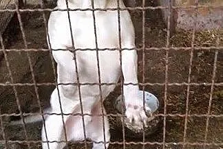 Biszkoptowy mix labradora pilnie potrzebuje domu