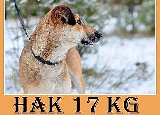 16kg,młody 2 lata,aktywny,przyjazny,wesoły pies HA