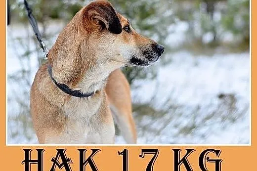 16kg,młody 2 lata,aktywny,przyjazny,wesoły pies HA