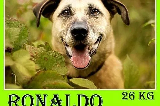 27kg,przyjazny,łagodny,towarzyski pies RONALDO,fan piłeczek.ADOPCJA,  dolnośląskie Wrocław