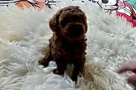 Pudel toy  - red brown, pochodzenie Chiny