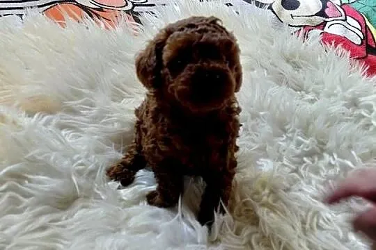 Pudel toy  - red brown, pochodzenie Chiny, Mazowieckie, Wyszków