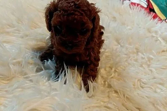 Pudel toy  - red brown, pochodzenie Chiny, Mazowieckie, Wyszków