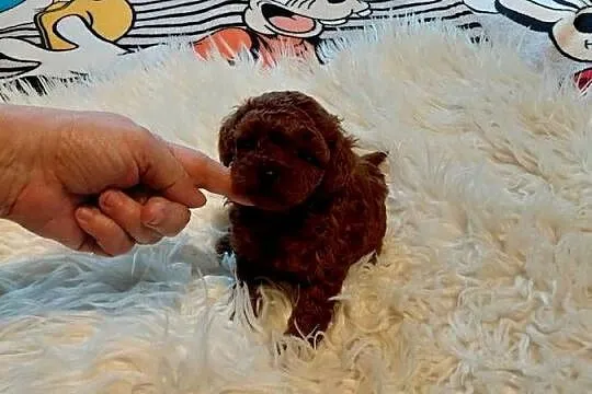 Pudel toy  - red brown, pochodzenie Chiny, Mazowieckie, Wyszków