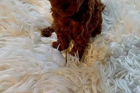 Pudel toy  - red brown, pochodzenie Chiny, Mazowieckie, Wyszków