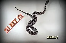 Węże zbożowe od 50zł