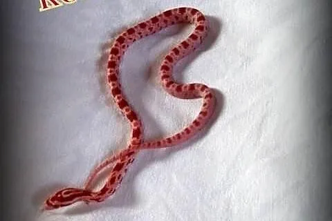 Węże zbożowe od 50zł