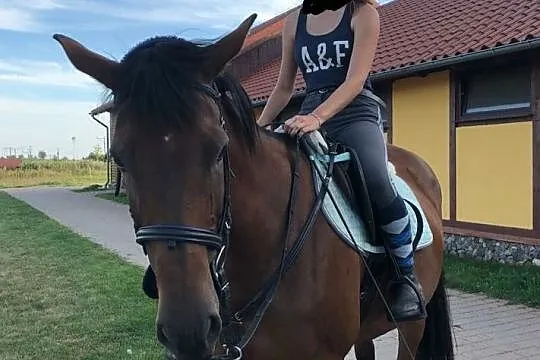 Sprzedam klacz SP, , Chwaszczyno