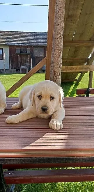 Sprzedam szczeniaki rasy labrador z metryką urodzenia, Małopolskie, Grybów