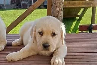 Sprzedam szczeniaki rasy labrador z metryką urodzenia, Małopolskie, Grybów