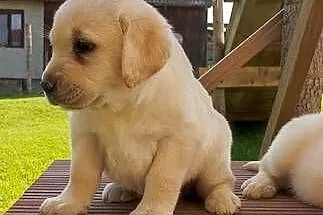 Sprzedam szczeniaki rasy labrador z metryką urodzenia, Małopolskie, Grybów