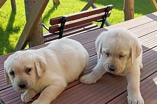Sprzedam szczeniaki rasy labrador z metryką urodzenia, Małopolskie, Grybów