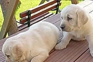 Sprzedam szczeniaki rasy labrador z metryką urodzenia, Małopolskie, Grybów