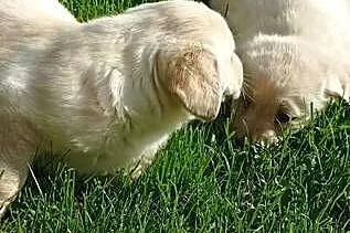 Sprzedam szczeniaki rasy labrador z metryką urodzenia, Małopolskie, Grybów