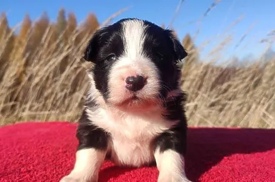 Rasowa suczka BORDER COLLIE z Hodowli - pełną dok.